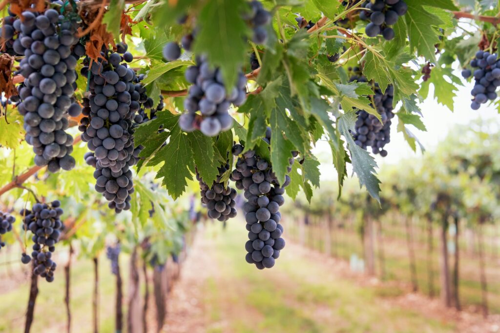 Bunches of ripe black grapes hanging from the vine in a vineyard