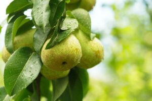 Pear fruit on the tree in the fruit garden